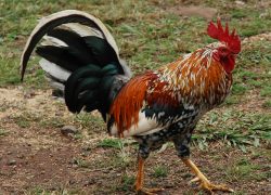 Somebody Shoot That Rooster!