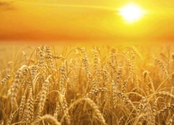 Reaping a Harvest of Promise (Newsletter 2-8 Blog) backdrop of ripening ears yellow wheat field on sunset