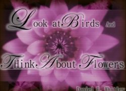 Look at Birds and Think About Flowers (Entire Article) 4. featuredpic