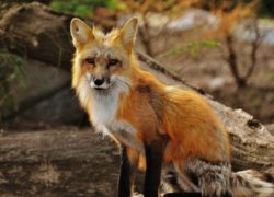 The Little Foxes (Newsletter 3-1 Blog) 8.leftarticlefeat